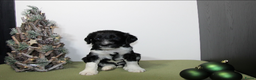 Barbet honden te koop: Barbet pups - Advertentie 6