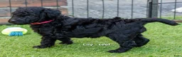 Labradoodle honden te koop: Prachtige labradoodle pups beschikbaar  - Advertentie 5