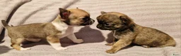 Chihuahua honden te koop: Uniek brindle chichuahua teefje - Advertentie 2