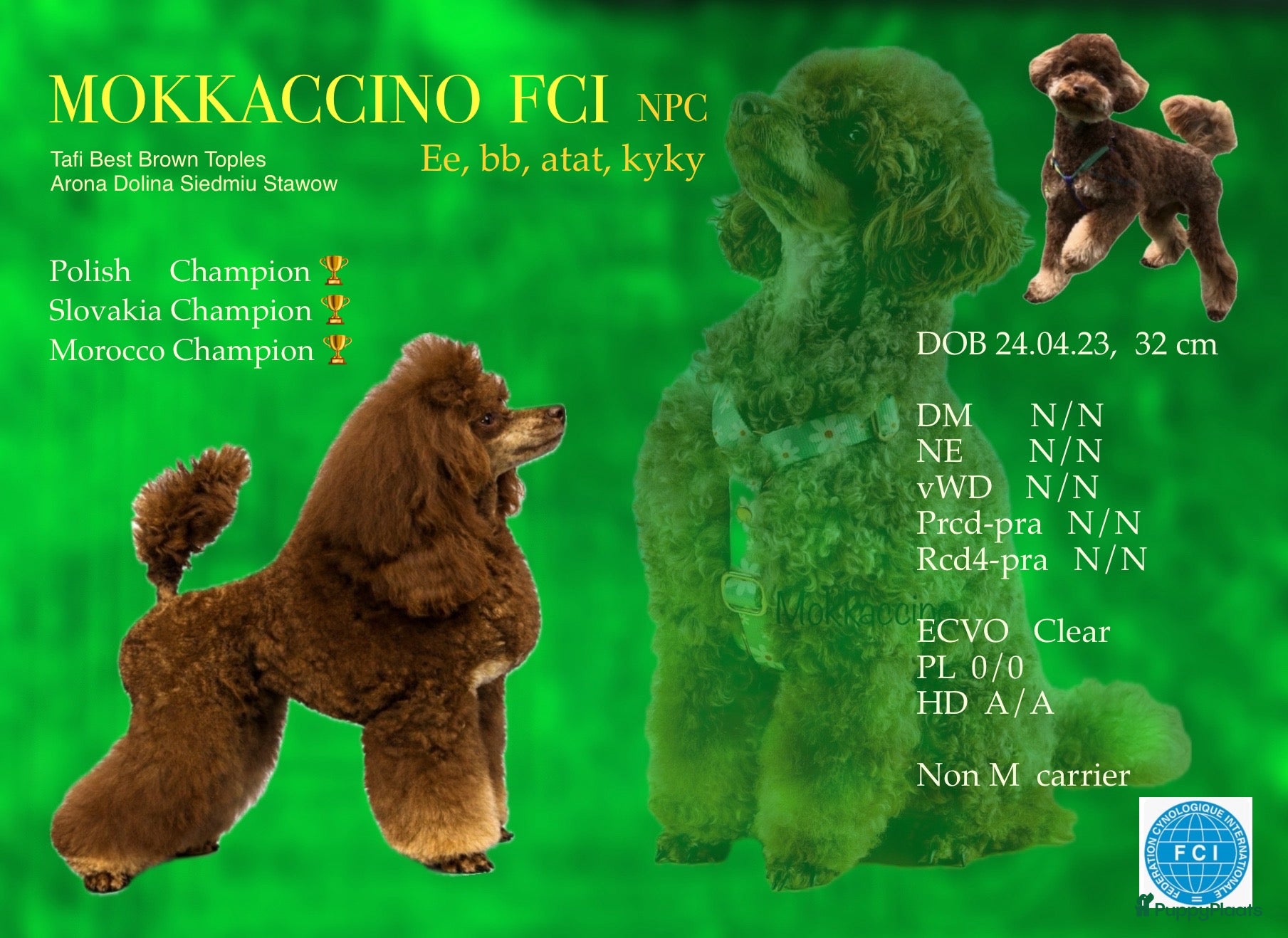 Dwergpoedel honden Toy Dwerg Poedel Dekreu, FCI, NPC - Advertentie 9