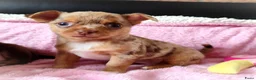 Chihuahua honden te koop: NOG TWEE schattige chihuahua puppys!! - Advertentie 9