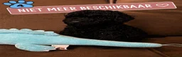 Poedel honden te koop: Koningspoedel grote poedel pups MOGEN NU WEG - Advertentie 20