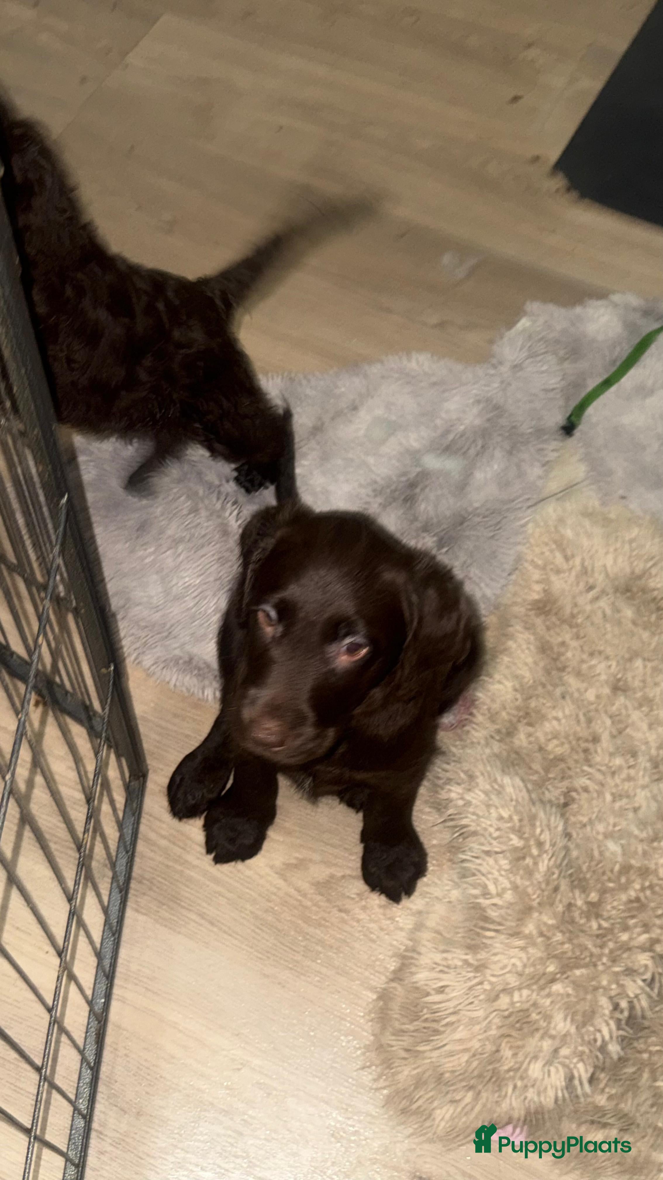 Labradoodle honden  koningspoedel x labrador pups (labradoodle)  - Advertentie 2