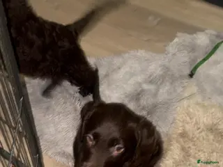 Labradoodle honden koningspoedel x labrador pups (labradoodle) - Advertentie 2