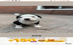 Old English Bulldog honden te koop: Old english bulldog x pocket bully xl  - Afbeelding 14