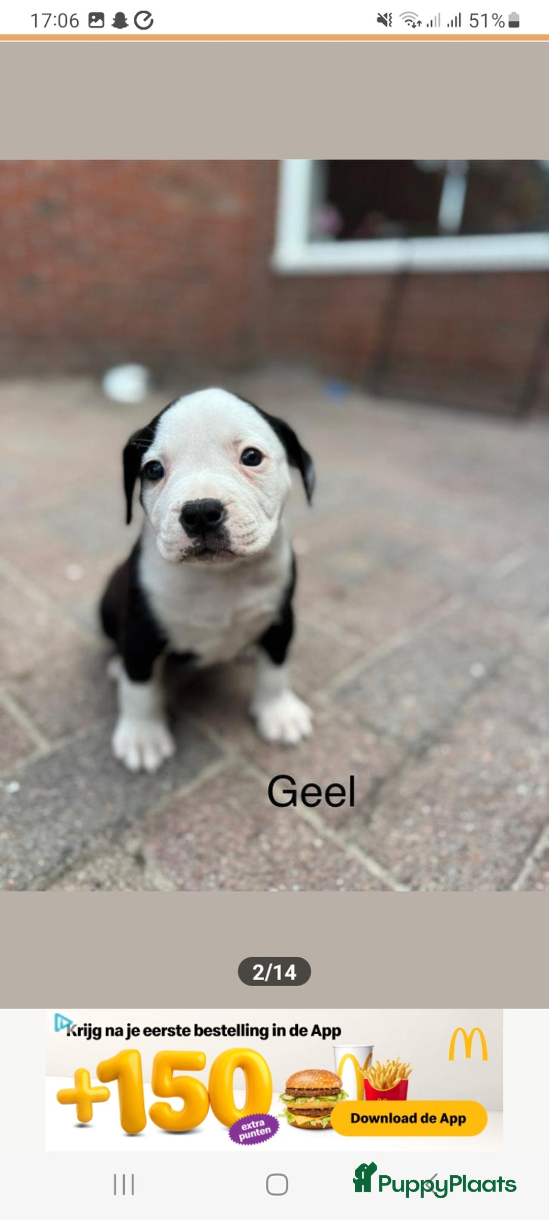 Old English Bulldog honden te koop: Old english bulldog x pocket bully xl  - Afbeelding 14