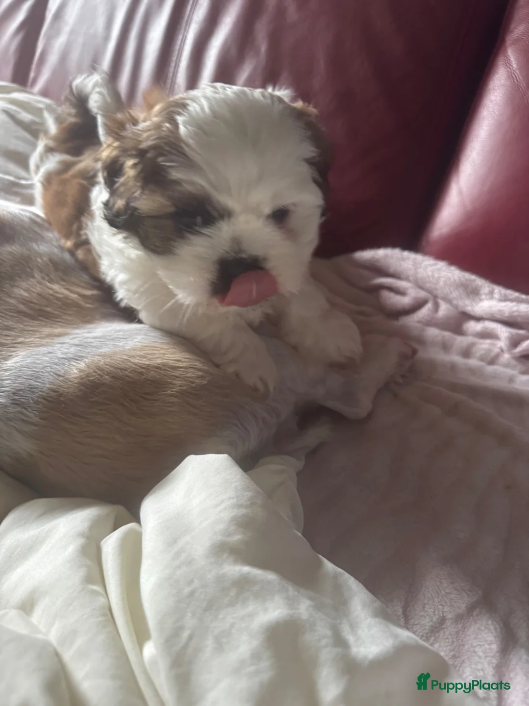 Shih Tzu honden te koop: rashoeivere Shih Tzu-puppy's - Advertentie 1