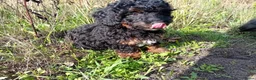 Kruising honden te koop: Dwergpoedel x Boompoo pups  - Advertentie 17