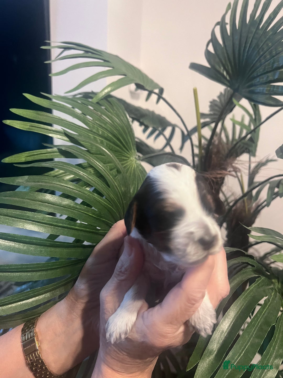 Cockapoo honden te koop: Cockapoo pups geboren  - Advertentie 14
