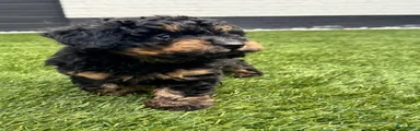 Toypoodle/Labradoodle 1