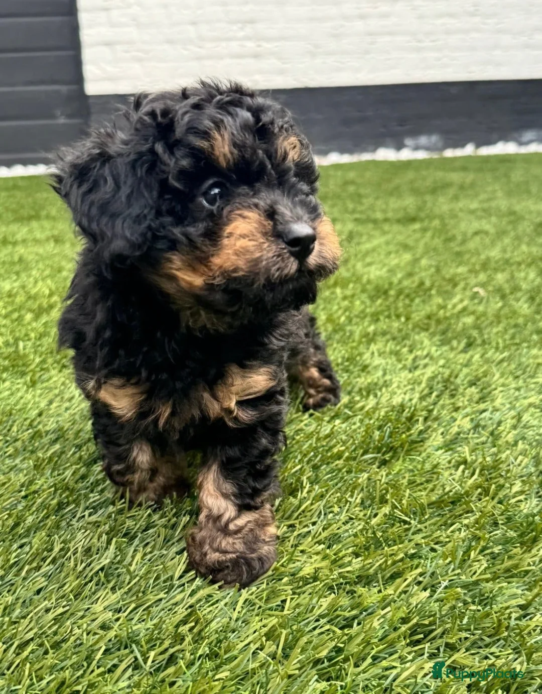 Labradoodle honden te koop: Toypoodle/mini labradoodle reu pup - Advertentie 2