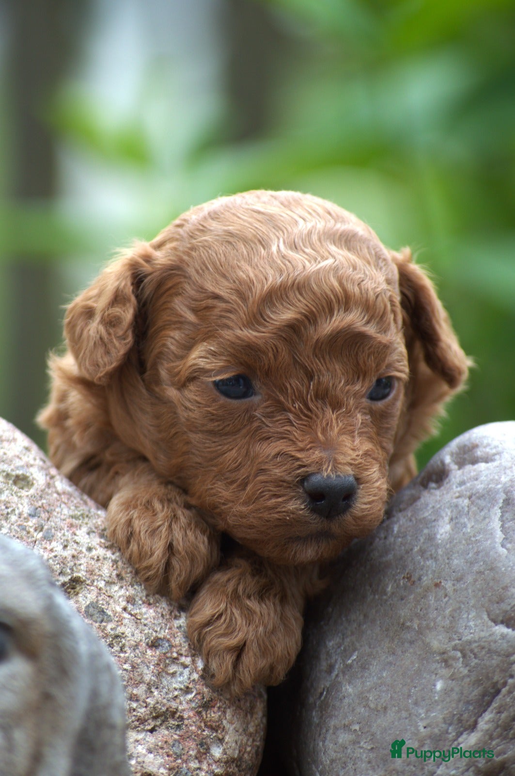 Poedel Toy honden Hoera...een vijfling geboren❣️ - Advertentie 2