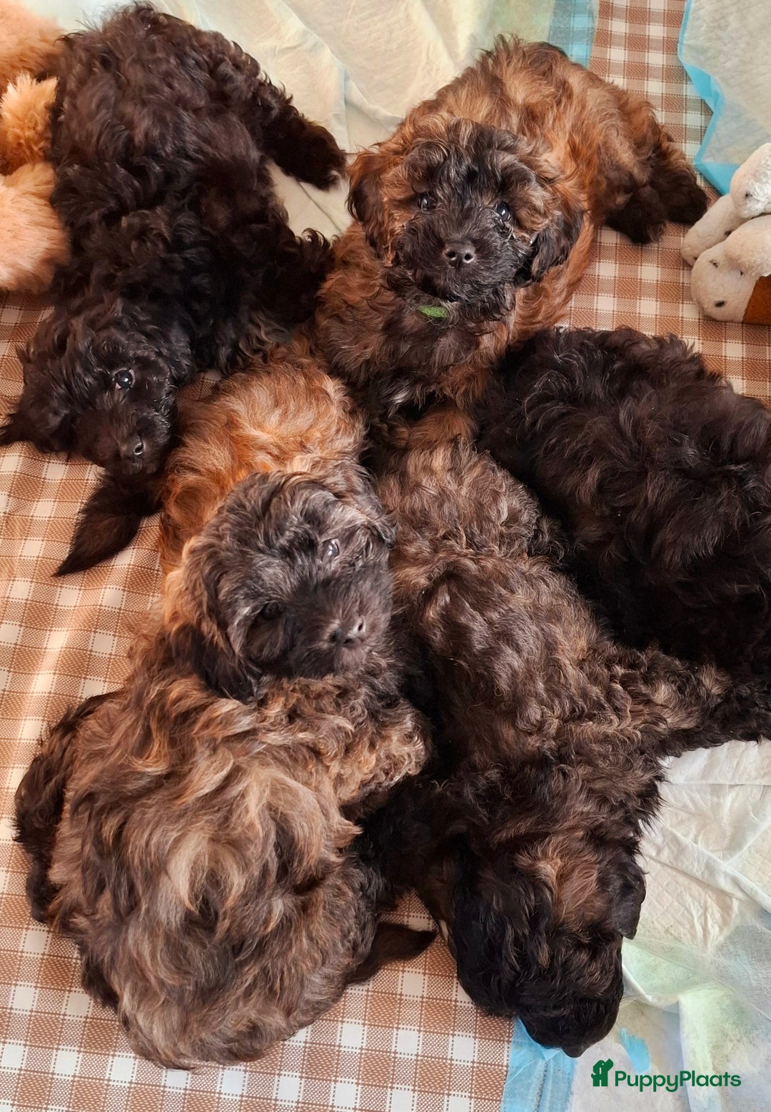 Maltipoo honden te koop: Maltipoo - Advertentie 1