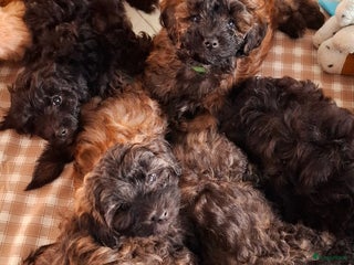 Maltipoo honden Maltipoo - Advertentie 2