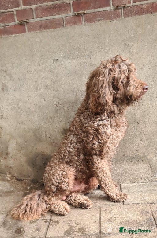 Kruising honden Labradoodle dekreu multigen in Westendorp - Advertentie 2