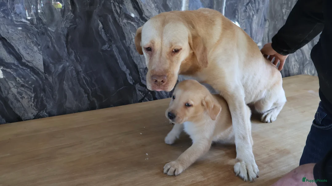 Labrador Retriever honden te koop: Hele knappe labrador pups te koop. - Advertentie 10