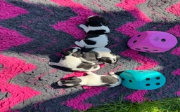 Jack Russel Terriër honden te koop: Jack russel pups (laagbenig) in Baarle-Nassau - Afbeelding 13