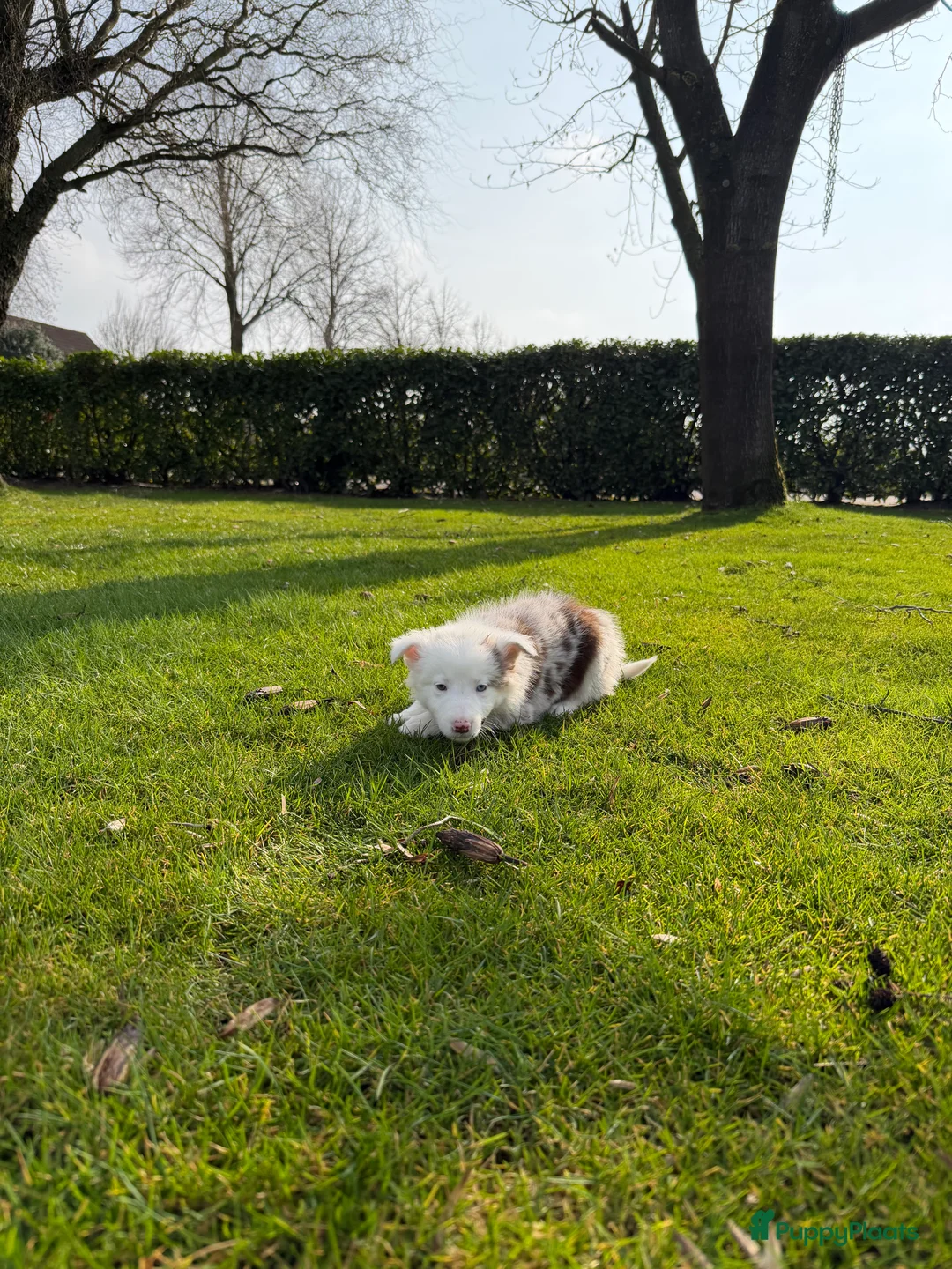 Kruising honden te koop: Australian Shepherd x Border Collie pups - Advertentie 28