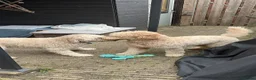 Goldendoodle honden te koop: Standaard goldendoodle pups fleece vacht - Advertentie 20