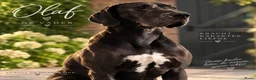 Duitse Dog honden te koop: Prachtige Duitse Dog pups zoeken een thuis - Advertentie 9