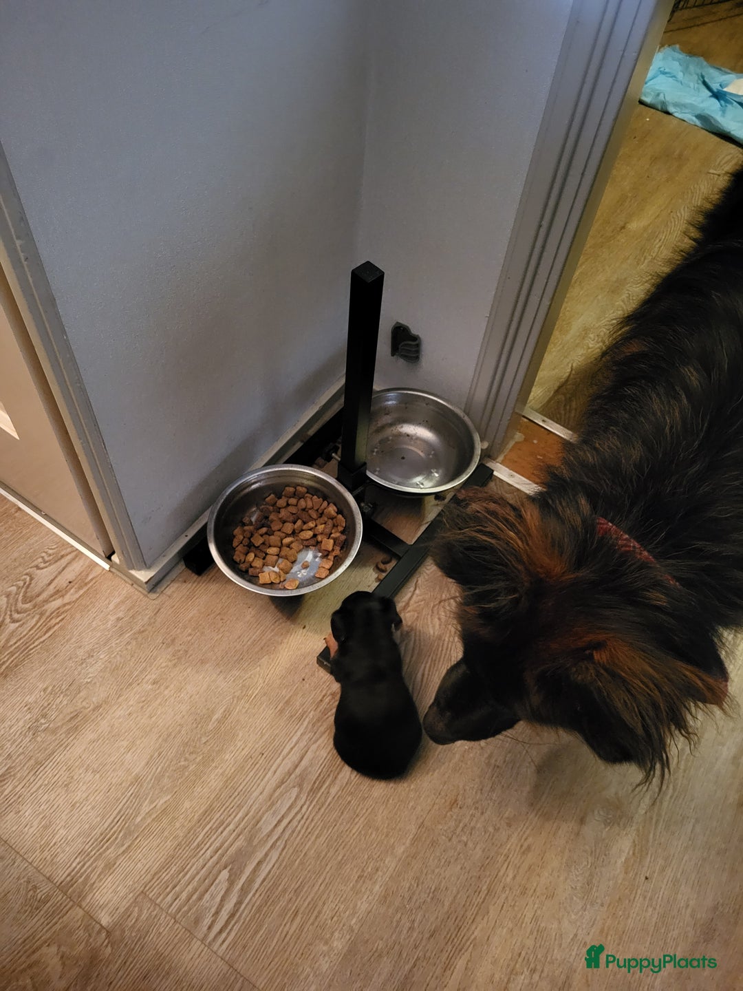 Jack Russel Terriër honden te koop: Black en tan  broertjes zoeken nog een warm mandje - Advertentie 4