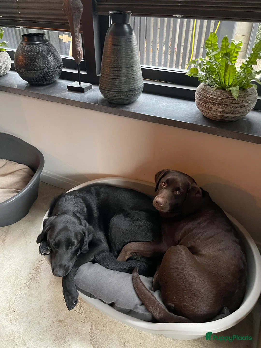 Kruising honden te koop: Nestje labradors kruising binnenkort verwacht - Advertentie 6