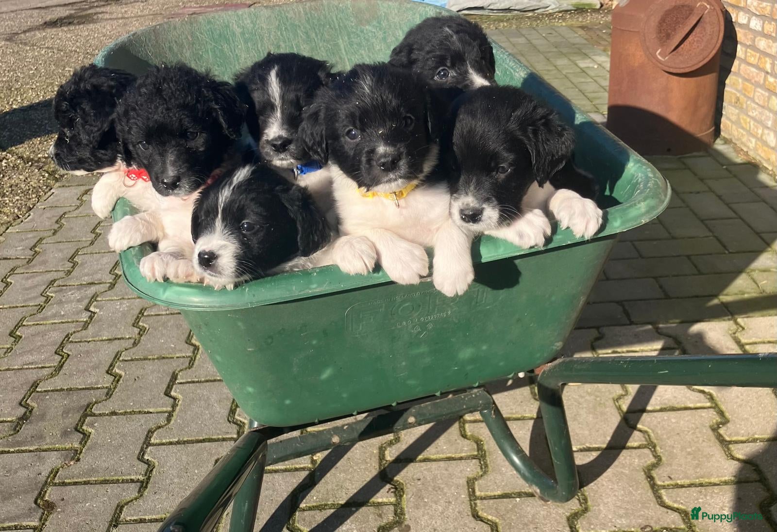 Friese Stabij honden Friese Stabij puppy's - Advertentie 2