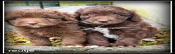 Kruising honden te koop: Bordoodle pups. Bordoodle x Labradoodle - Advertentie 22