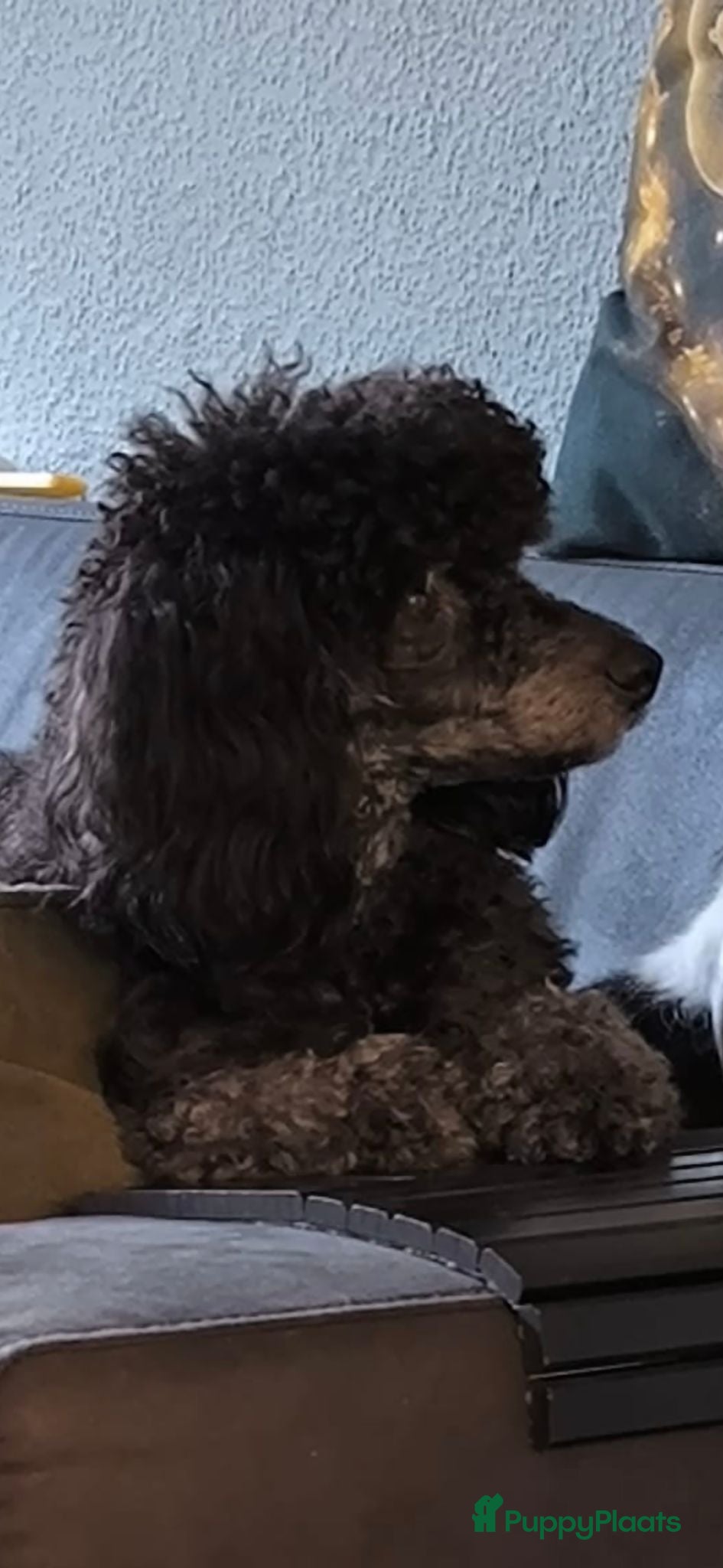 Dwergpoedel honden Zeer mooie leuke dwergpoedels  - Advertentie 1