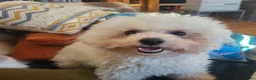 Bichon Frisé honden te koop: Koningshond: Bichon Frisé - Advertentie 1