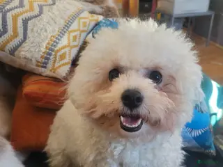 Bichon Frisé honden Koningshond: Bichon Frisé - Advertentie 1