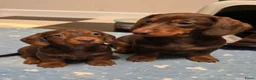 Poedel Toy honden te koop: Kaninchen Teckel - Advertentie 1