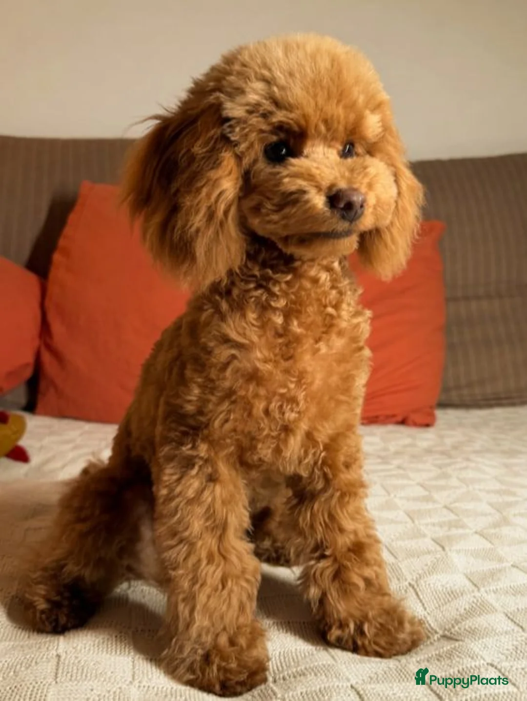 Poedel Toy honden te koop: Toy Poedel pups beschikbaar - Advertentie 2