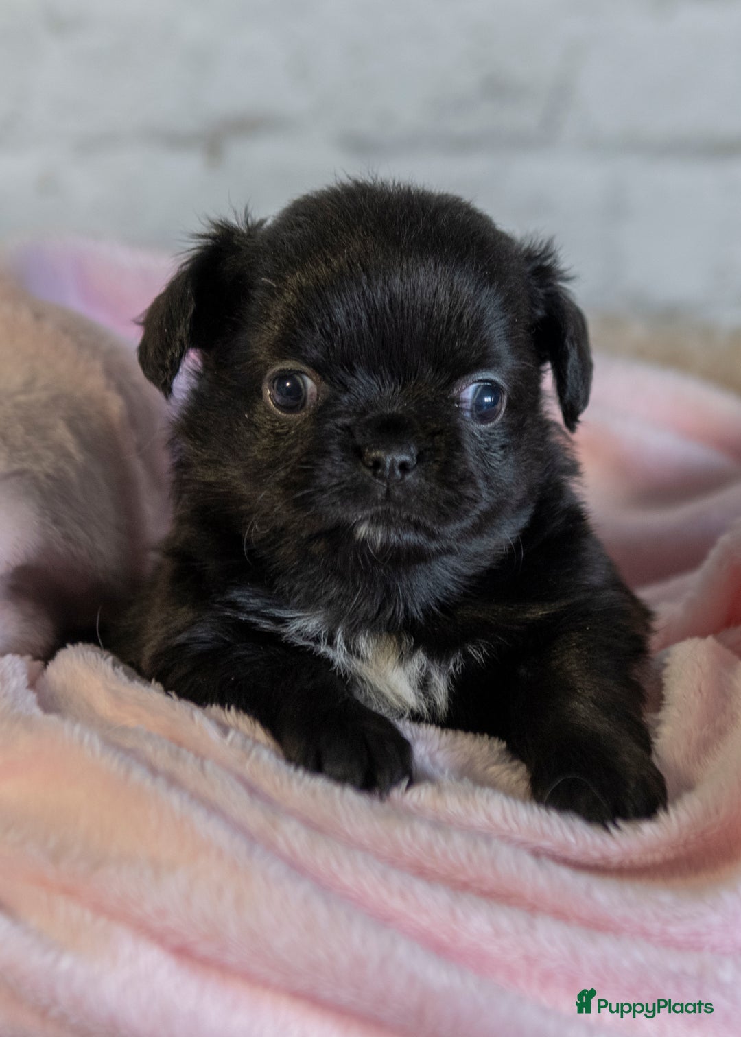 Chihuahua honden te koop: Chihuahua langhaar pupjes - Afbeelding 8