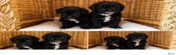 Labradoodle honden te koop: Mini doodle puppys - Advertentie 4