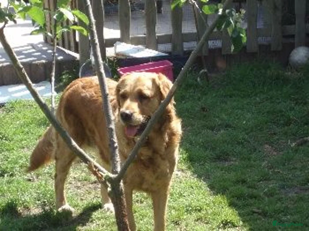 Golden Retriever honden te koop: Golden retriever pups - Advertentie 2
