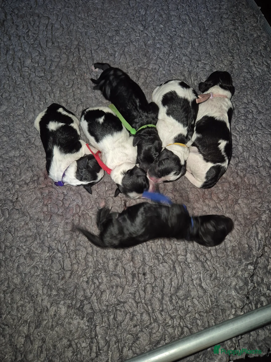 Cockapoo honden te koop: Cockapoo pups  - Advertentie 1