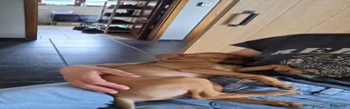 Dwergpinscher Puppy 1