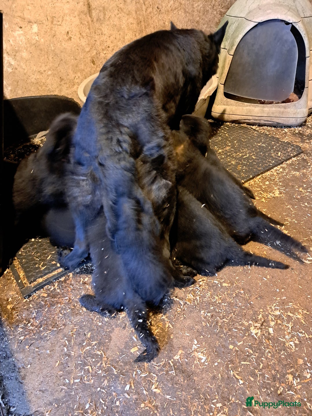 Duitse Herder honden te koop: Langstokharige zw. en zw.br. Duitse Herder puppies - Advertentie 9