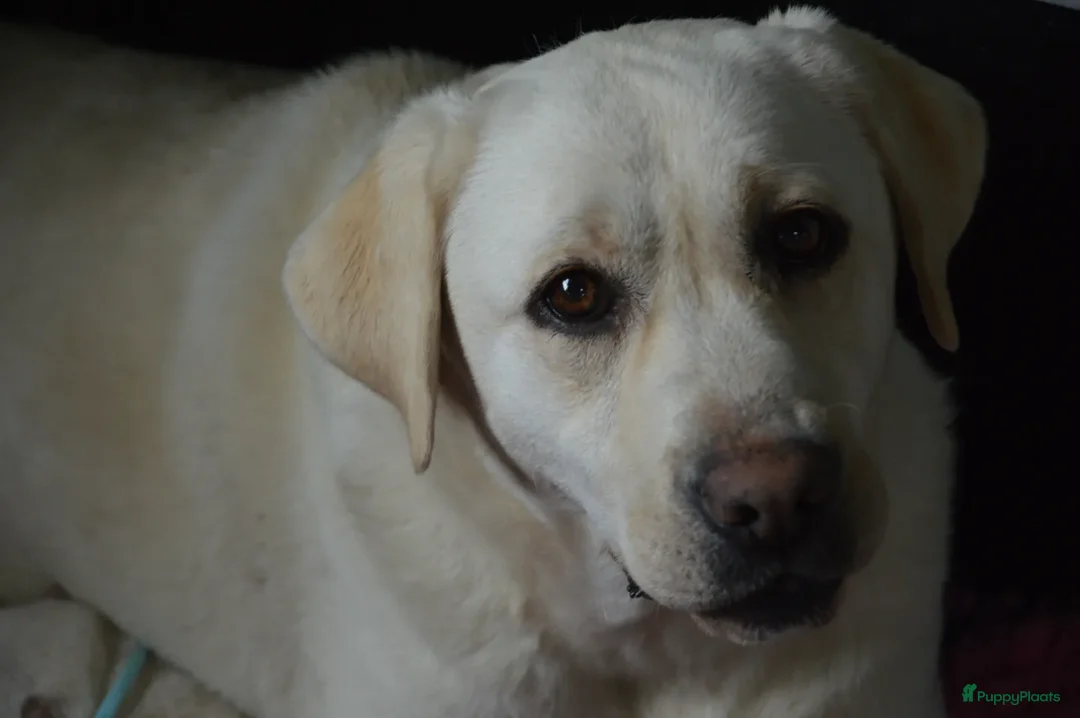 Labrador Retriever honden te koop: Authentieke Gele Labrador pups met Stamboom  - Advertentie 1