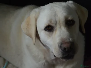 Labrador Retriever honden Authentieke Gele Labrador pups met Stamboom - Advertentie 8