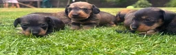 Ruwhaar Teckel honden te koop: Prachtige stamboom ruwhaar dwergteckel pups - Advertentie 7