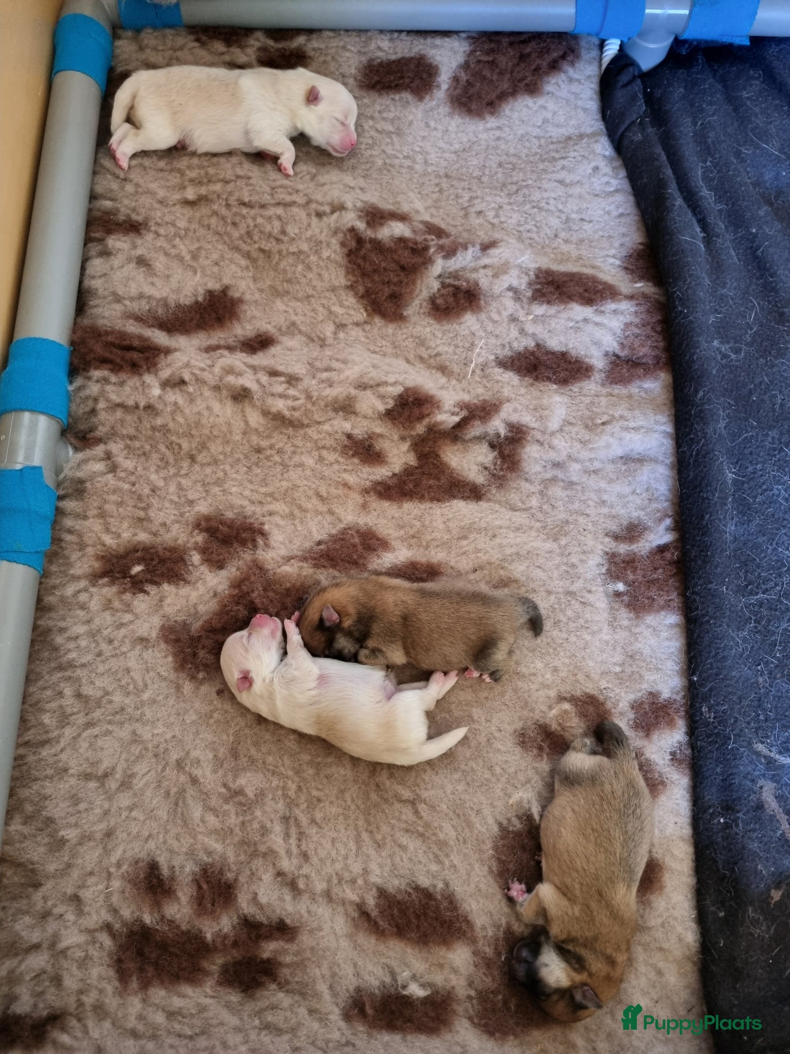 Pomeriaan honden pomeriaan pups - Advertentie 4
