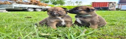 Kruising honden te koop: Prachtige Border Collie x Mechelse Herder pups. F1 - Advertentie 6