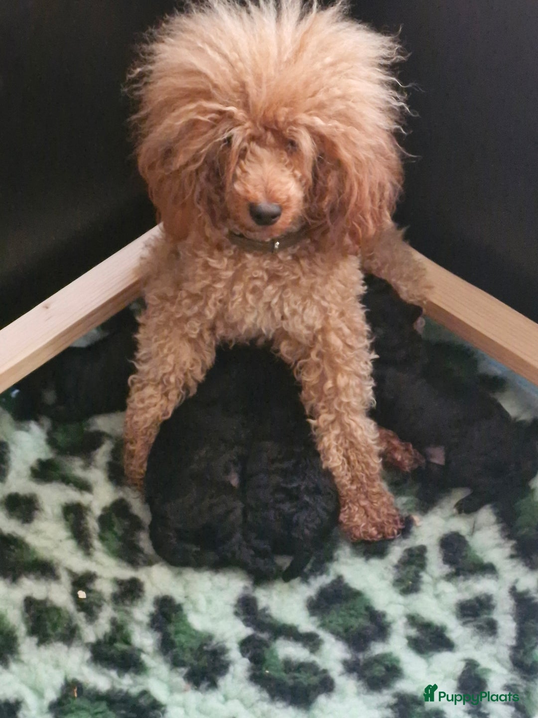 Dwergpoedel honden te koop: 1 teefje en 3 reutjes te koop  - Afbeelding 7