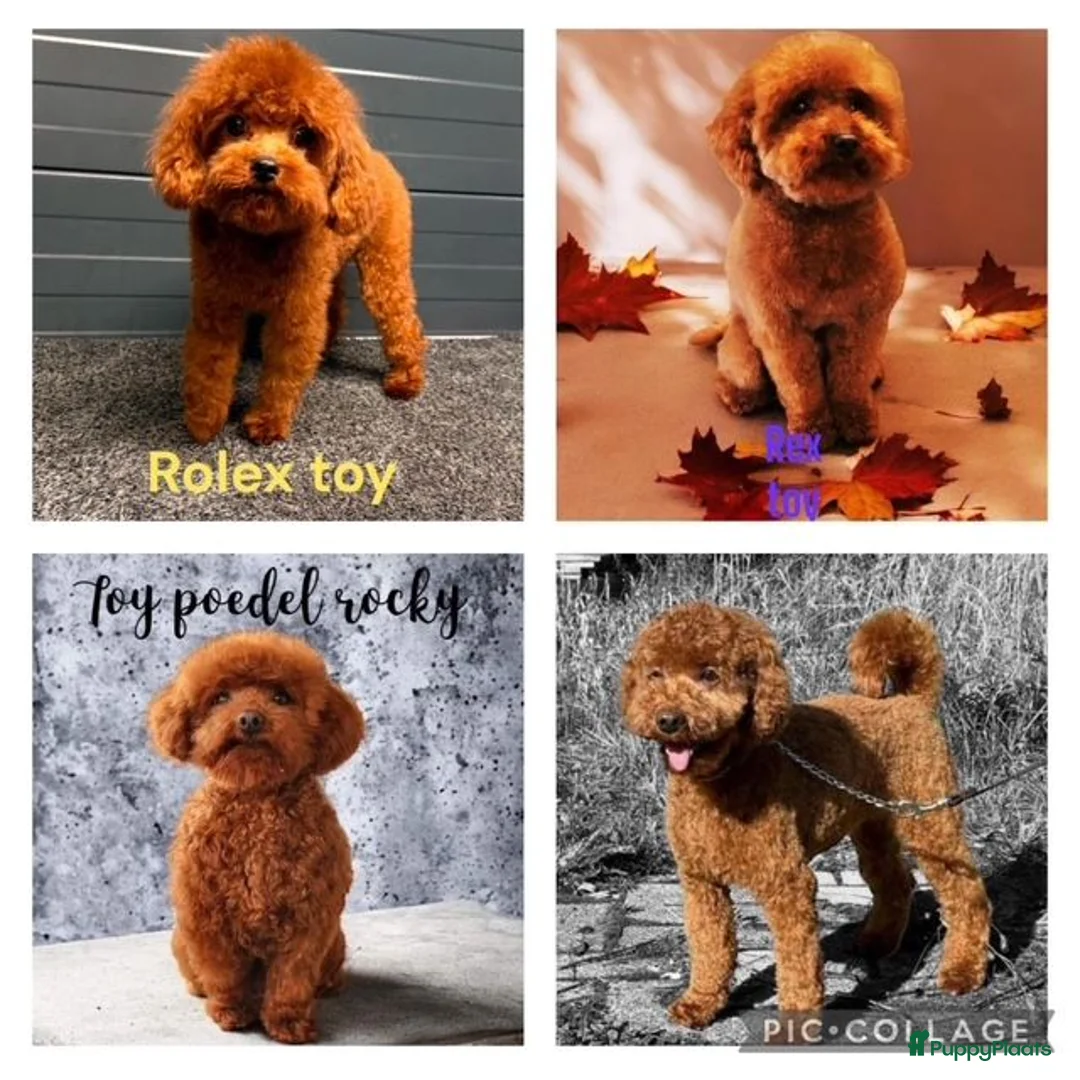 Poedel Toy honden ter dekking:  toy/dwerg poedel dekreutjes met fci stamboom - Advertentie 3