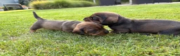 Ruwhaar Teckel honden te koop: Teckel ruwhaar pups standaard FCI-stamboom - Advertentie 6