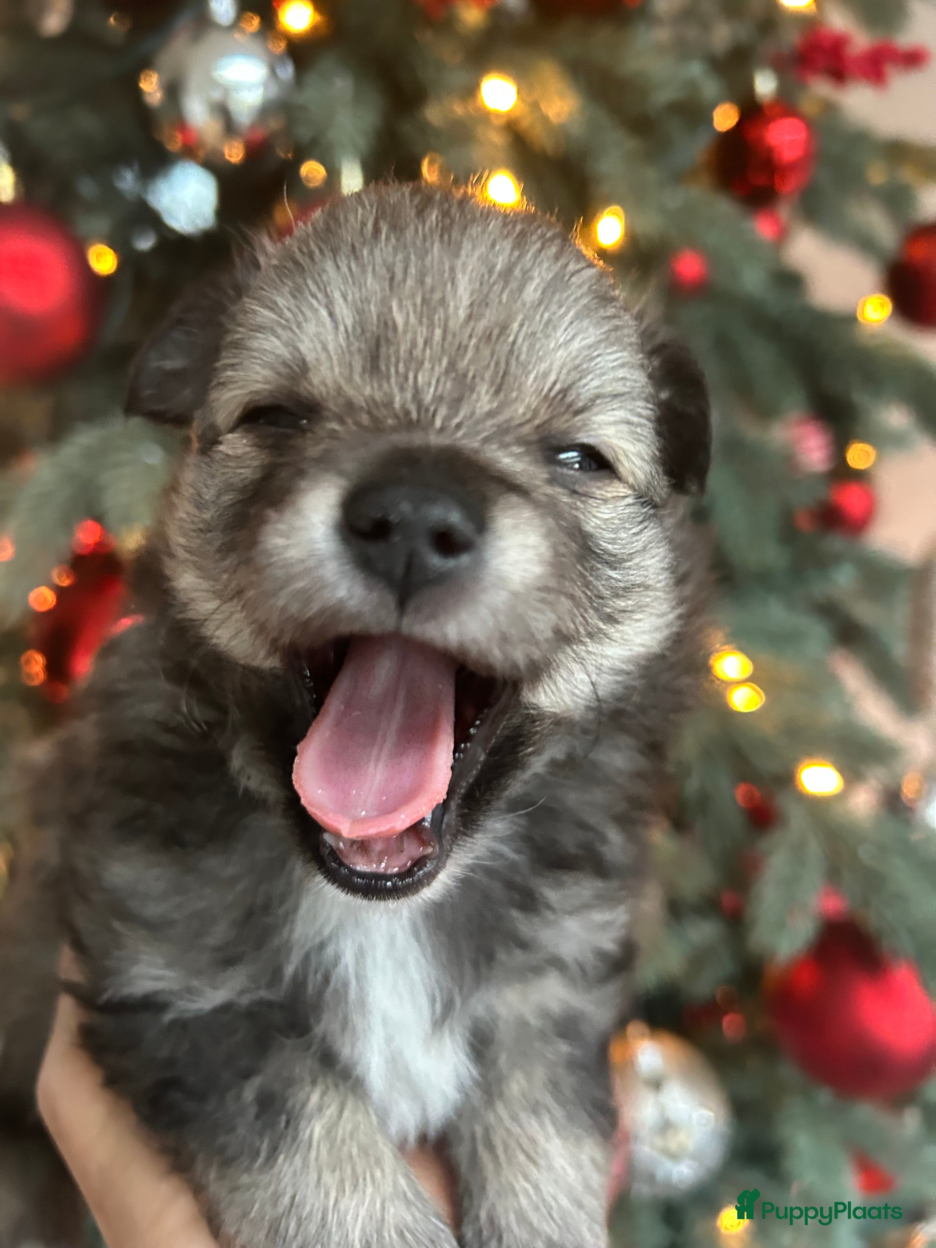 Pomchi honden Pomchi reutje - Advertentie 3