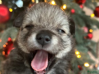 Pomchi honden 3 prachtige pomchi pups - Advertentie 1