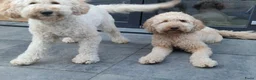 Australian Labradoodle honden te koop: Australian labradoodle pups te reserveren  in Waddinxveen - Advertentie 3